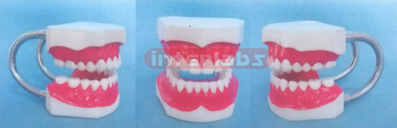 MIDDLE-LITTLE SANS TOOTH GAP FIXED DENTAL CARE MODEL OF THE GAP FIXED